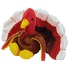 Gobbles the Turkey
