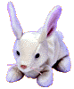 Nibbler the rabbit
