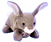 Nibbly the rabbit