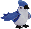 Rocket the bluejay