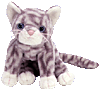 Silver the grey tabby